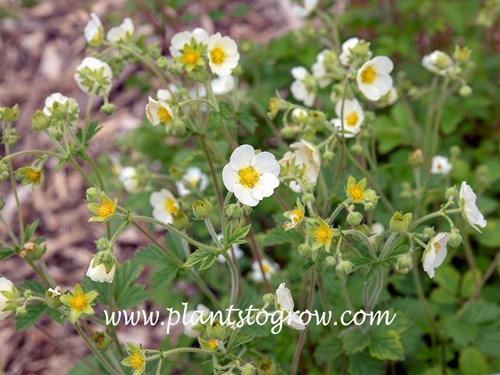 Potentilla